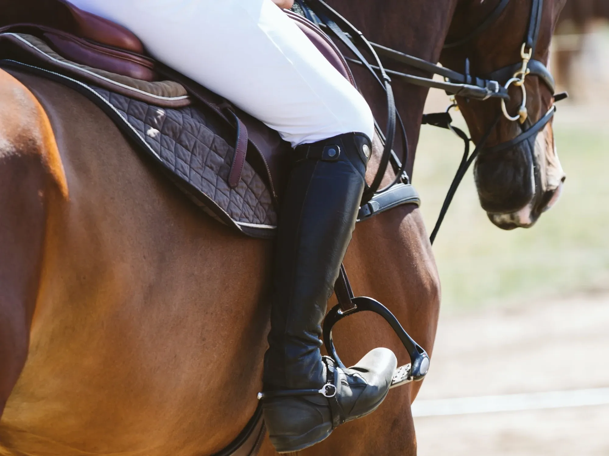 Project De Honteruiters van Zeeuwsweb: ruiter in witte rijbroek en zwarte rijlaarzen op een bruin paard, van dichtbij